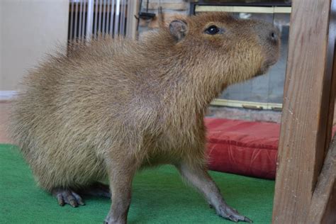 Capybara Aww