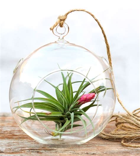 Free 12 month fertilizer packet. DIY-Simplicity-Air-Plant-Terrarium-Kit-airplant_1_0 ...