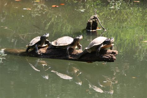 How And Where In Birmingham To Watch Turtles Basking In