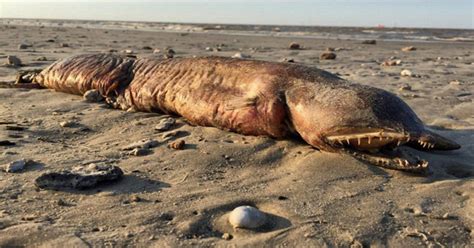 Mystery As Monster Sea Creature Washes Up On Beach After Hurricane