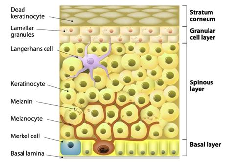 Skin Cells Educational Resources K12 Learning Life Science Science