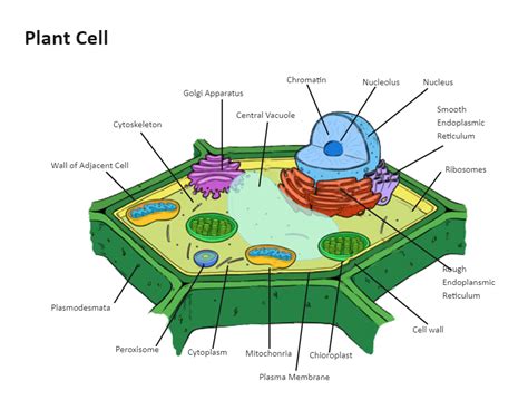 Plant Cell Diagram Labeled Edrawmax Template