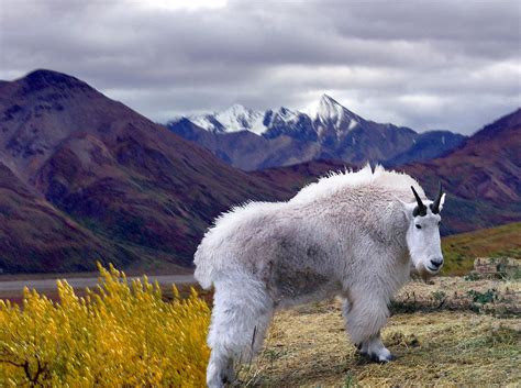 Alaska Mountain Goat Digital Art By Mary Dreher Fine Art America