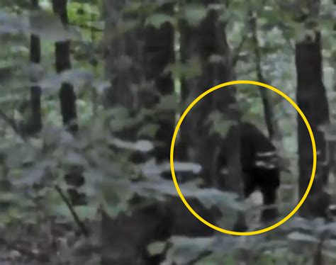 Georgia Man Films Possible Bigfoot Run Across A Road And