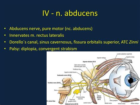 Ppt Cranial Nerves Powerpoint Presentation Free Download Id3198770