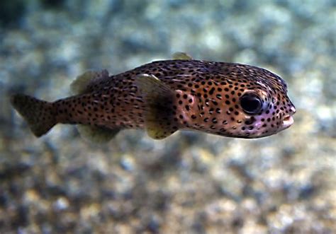 Rare Pufferfish Rescued Off Long Beach Coast And Recovering At Aquarium