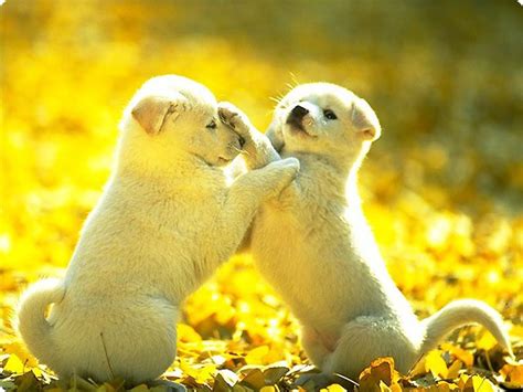 The Cute Dogs And Puppies Nice Wallpapers