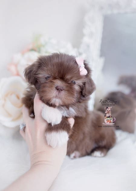Imperial Shih Tzu Breeder Florida Teacup Puppies And Boutique