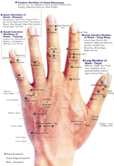 Download Hand Acupressure Chart Hand Acupressure Chart Hand Acupressure