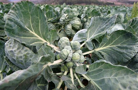 Additionally, brussel sprouts contain a glucoside, sinigrin. Brussels Sprouts Have Amazing Health Benefits