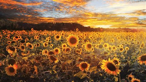 Sunflower Wallpapers 74 Background Pictures