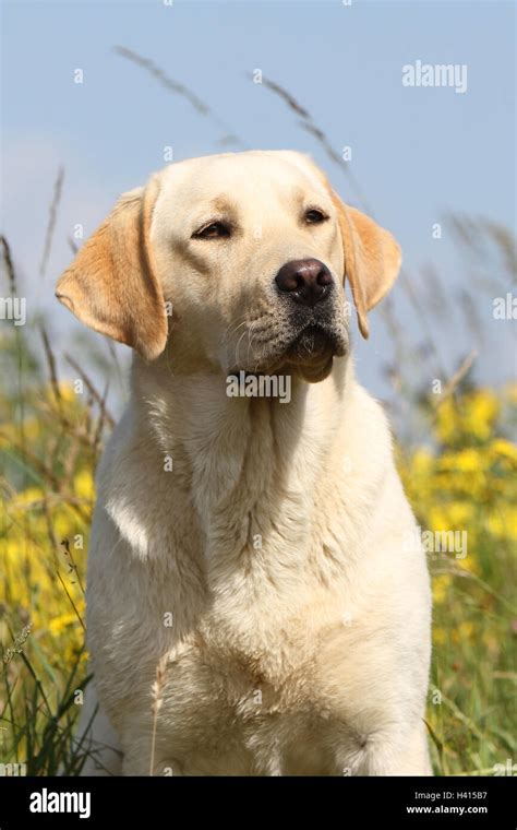 Labrador Dog Labradors Hi Res Stock Photography And Images Alamy