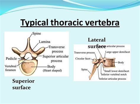 Pin By Dichele Parker On Bio Thoracic Vertebrae Thoracic Human Anatomy And Physiology