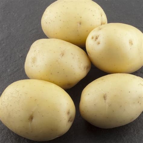 100 Plants de pomme de terre Colomba - Plant PDT origine France