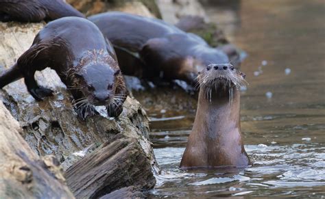 North American River Otters Mendonoma Sightings