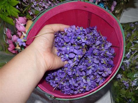 During harvest, some growers place buckets at the end of the rows where they place flowers as they cut. Bucket of Harvested Violets | Edible flowers, Wild food ...