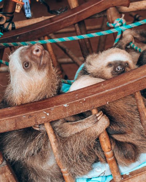Costa Rica Sloth Sanctuary 1 Wellness Travelled