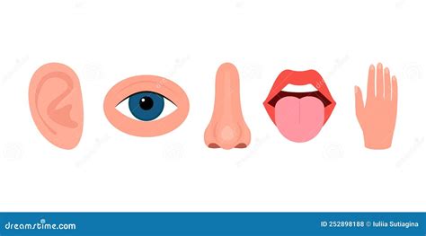 Five Senses Hearing Vision Smell Taste Touch Ear Eye Nose