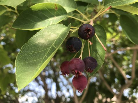 Colorado What Kind Of Berries Are These Purple And Reddish With Crown