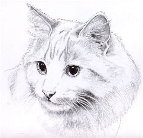 Pencil Cat Portrait By Kingzoidlord On Deviantart Cat