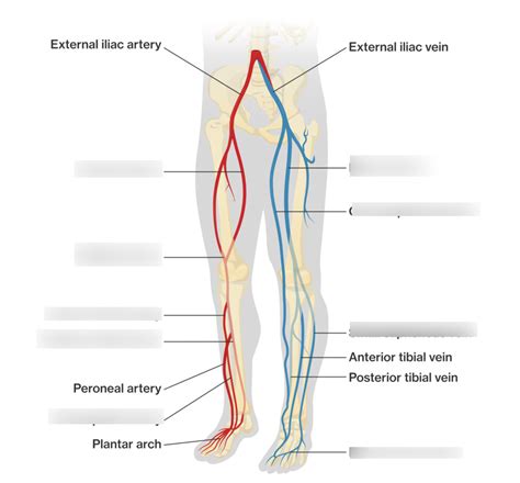 Arteries And Veins Of The Lower Limb Diagram Quizlet