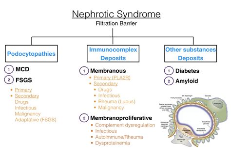 Pathophysiology Of Nephrotic Syndrome Nephrotic Syndrome Images And