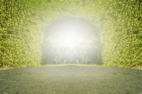 Green Tunnel Of Trees In Park Stock Photo Image Of Colorful Flower