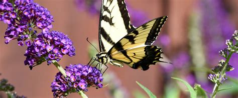 Top 10 Plants For Attracting Butterflies To Your Garden Blog Growjoy