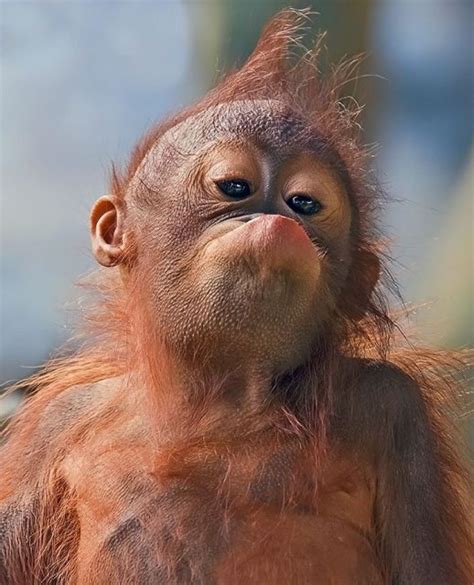 gambar anak orangutan lucu nama nama hewan