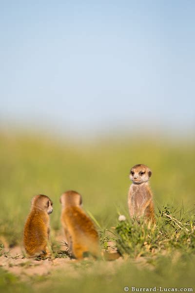 Three Baby Meerkats Burrard Lucas Photography