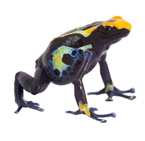 Poison Dart Frog Isolated Photograph By Dirk Ercken Pixels