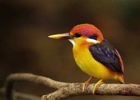 Oriental Dwarf Kingfisher Creatures Alive Via 500px Oriental