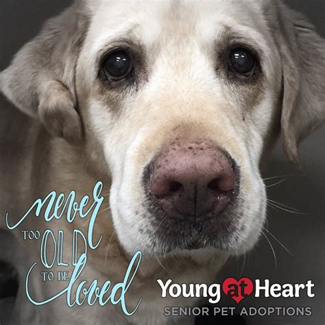 November Is Adopt A Senior Pet Month Young At Heart