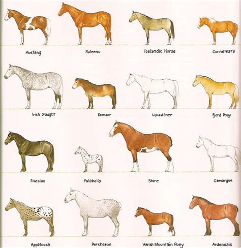Horse Breeds Size Comparison Different Horse Breeds