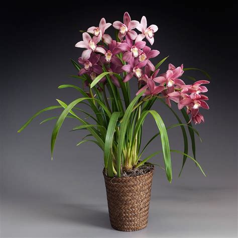 Exclusive Pink Cymbidium Orchid In Woven Basket White Flower Farm Cymbidium Orchids
