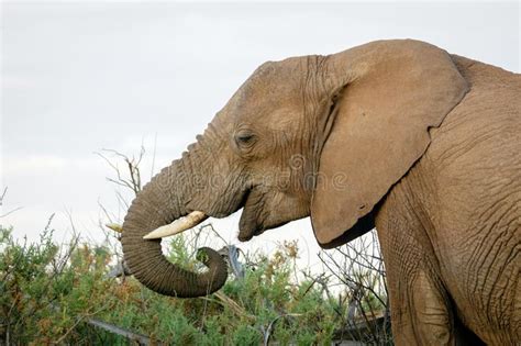 Big African Elephant Bull Are Eating From Acacia Tree Stock Image
