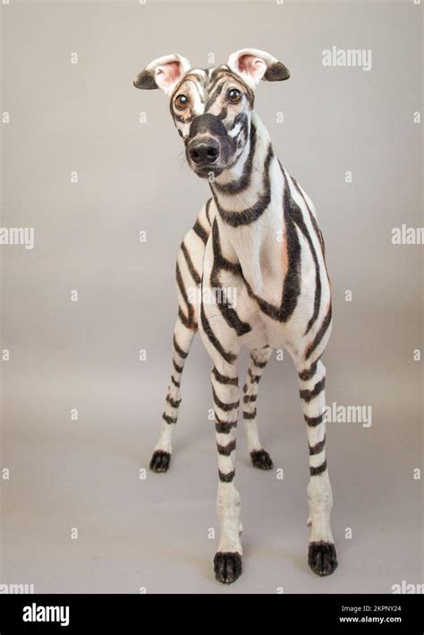 Portrait Of A Greyhound Dog Painted To Look Like A Zebra Stock Photo