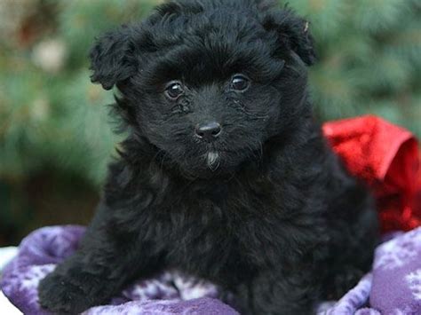 Image Result For Pomapoo Black Pomapoo Puppies Animals