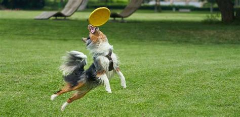 How To Train A Dog To Catch A Frisbee Daily Dog Stuff