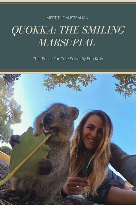 When dutch explorers first encountered the west coast of australia in the late 17th century, captain willem de vlamingh. Meet The Australian Quokka: The Smiling Marsupial That ...