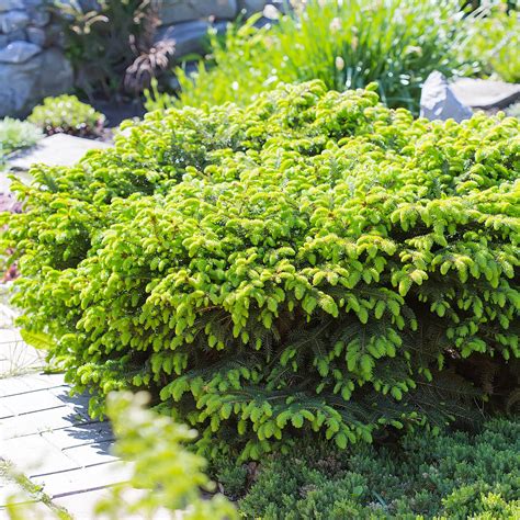 Best Evergreen Shrubs For A Small Garden