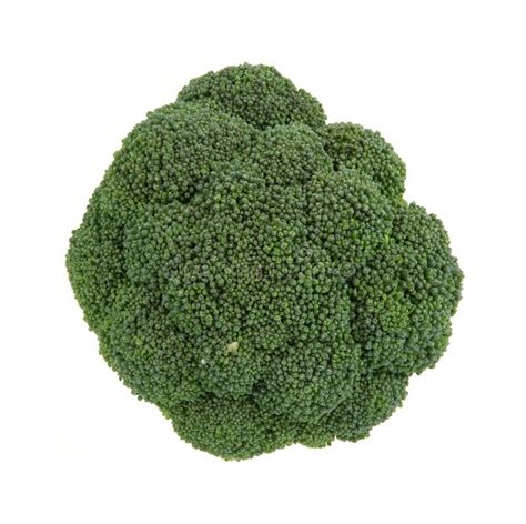 Single Broccoli Head Royalty Free Stock Images Image 11669619