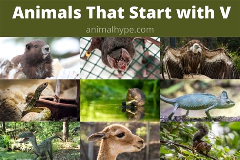 29 Animals That Start With V Facts And Pictures Animal Hype