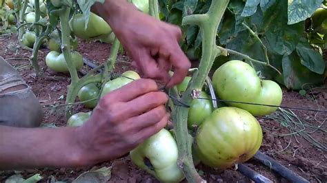 Watch Here How I Prune Tomato Plants Youtube