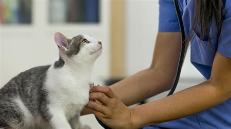 Ascites In Cats Petmd