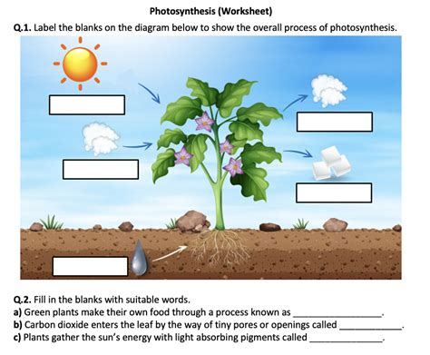 Photosynthesis Worksheet Printable And Distance Learning Teaching