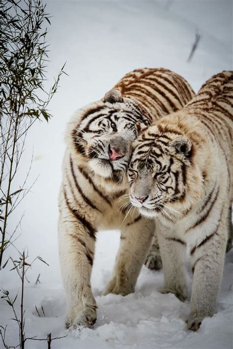 White Tiger Love Cat Lady Pinterest