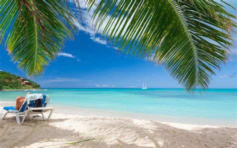palm, sea, 1080P, sand, nature, landscape, tropical, caribbean, beach ...