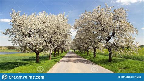 Flowering cherry trees are excellent choices for a home garden or backyard. Road And Alley Of Flowering Cherry Trees Stock Photo ...