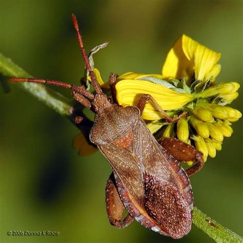 Squash Bug Piezogaster Calcarator Bugguidenet